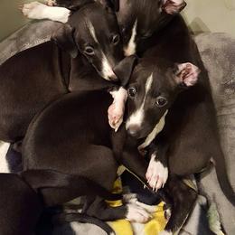 Italian Greyhound Puppies from Raindance Italian Greyhounds