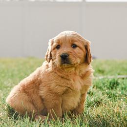 Flopsy - Golden male Golden Retriever puppy in Payette, Idaho from Stonewick Retrievers
