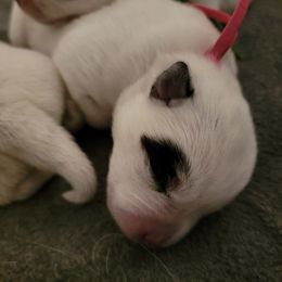 Pink Collar - Willow Grace - Blue female Australian Cattle Dog puppy in Riverton, Utah from Rundown Ranch Cattle Dogs