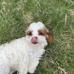 Cavapoos from MoonBeam Pups