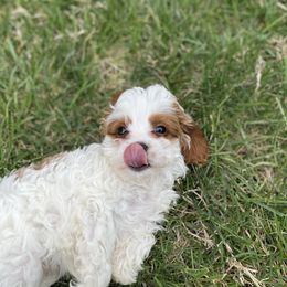 Cavapoos from MoonBeam Pups