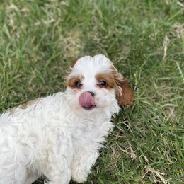 Cavapoos from MoonBeam Pups