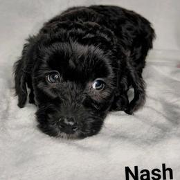 Nash - Black male Goldendoodle puppy in Eau Claire, Wisconsin from Fisher River Doodle's