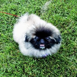 Pekingese Puppies from Tao Pekingese