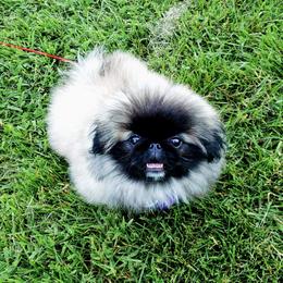 Pekingese Puppies from Tao Pekingese