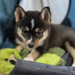Foxxi - Black and white female Pomsky puppy in Omaha, Nebraska from Wolfpack Pomskies