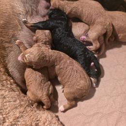 Girl 1 - Red  female Poodle puppy in Mesa, Arizona from Desert Doodles