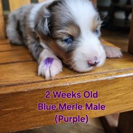 Prince Louie - Blue merle male Miniature Australian Shepherd puppy in Dunnellon, Florida from Ever After Mini Aussies