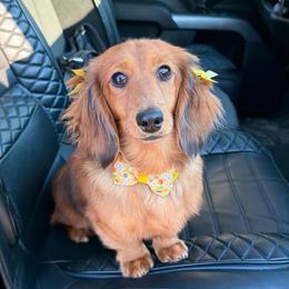 Kleo - Red female Dachshund puppy in Michigan from Hidden Haven Dachshunds