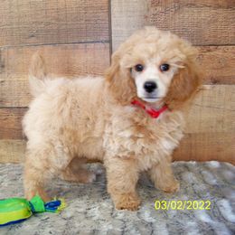 Goldendoodle and Poodle Puppies from Golden B Acres
