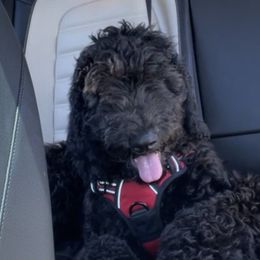 KP - Black Goldendoodle puppy in Morrow, Georgia from High Society Kennel