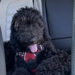 KP - Black Goldendoodle puppy in Morrow, Georgia from High Society Kennel