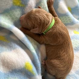 Gabe - Apricot male Goldendoodle puppy in Boaz, Alabama from Doodles All Day