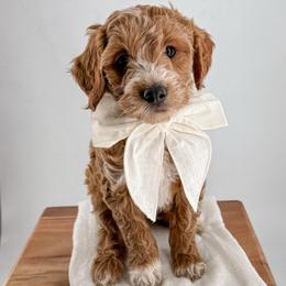Rally - Red  male Goldendoodle puppy in Jamestown, Kentucky from Milk & Honey Doodles