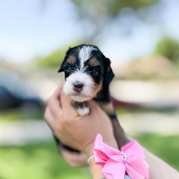 Navy - Tri-color female Bernedoodle puppy in Ontario, California from Teddy Doodles & Standard Poodles
