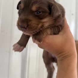 RTF 2 - Red tri-color female Australian Shepherd puppy in Bainbridge, Ohio from CK Aussies