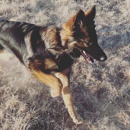 German Shepherds from Jade's German Shepherds