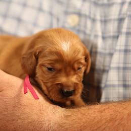 Lucy - Dark golden female Golden Retriever puppy in Payette, Idaho from Stonewick Retrievers