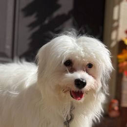 Jack - Coton de Tulear