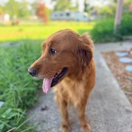 Rosie - Dark golden female Golden Retriever puppy in Cocoa, Florida from Goldens of the Groves LLC.