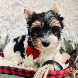Duke - Black tan and white male Biewer Terrier puppy in Winslow, Arkansas from Morning Glory Puppies