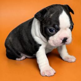 AKC Vito - Brindle and white male Boston Terrier puppy in Galena, Kansas from RottNBostons