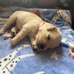 Ms. Light Pink - Golden female Golden Retriever puppy in Vesuvius, Virginia from South River Retriever's