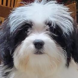 Shichons from Pilot Hill Teddy Bear Puppies