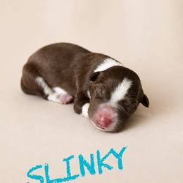 Slinky - Red male Border Collie puppy in Sanger, California from Flying M Cactus Ranch Buddies