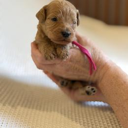 Girl 2 - Red female Australian Labradoodle puppy in Waco, Texas from RainPuddle's Labradoodles