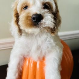 Cockapoo and Goldendoodle Puppies from Bright and Beautiful Cockapoos and Doodles