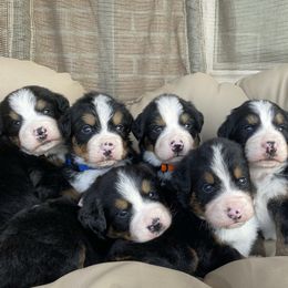 Bernese Mountain Dog Puppies from Blue Ridge Bernese