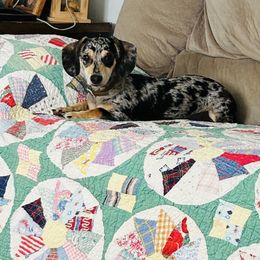 Dachshund All Grown Up from Doxie Dreams