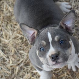 American Bully Puppies from Wulfsbane American Bullies