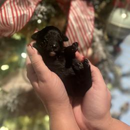 Frost - Black male Bernedoodle puppy in Alabama from Peach & Pawmetto Doodles