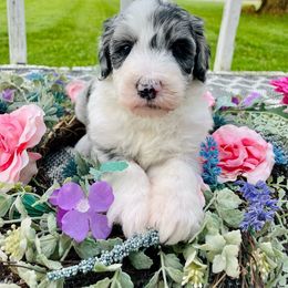 Charlie - Merle female Sheepadoodle puppy in Pataskala And Thornville, Ohio from Four Front Doodles - Pataskala