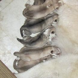 Schipperke and Siberian Husky Puppies from Yuki Ookami Show Kennel