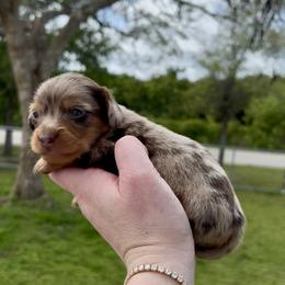 Luna (Chocolate Dapple) - Dapple female Dachshund puppy in Homestead, Florida from Florida Mini Dachshunds