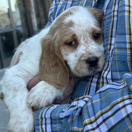 Daisy - English Springer Spaniel