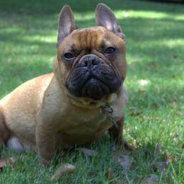 Poppy - French Bulldog