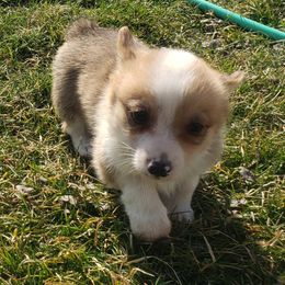 American Corgi Puppies from PBJ Corgis