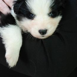 Goro - Black tri-color male Australian Shepherd puppy in Woodinville, Washington from Cornerstone Australian Shepherds
