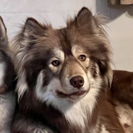 Maiko - Siberian Husky