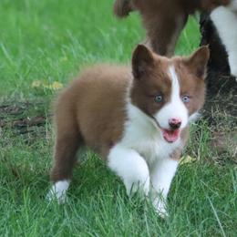Border Collie, English Setter, and Miniature American Shepherd Puppies from First Harmony Farms