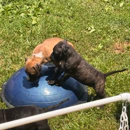 CC Clark - Black brindle female American Staffordshire Terrier puppy in Cloverdale, Indiana from Woodshire American Staffordshire Terrier’s