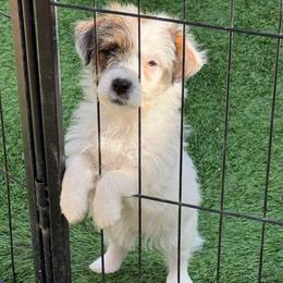 Crown - Tri-color female Russell Terrier puppy in Lakehills, Texas from Simply Southern Retrievers, LLC