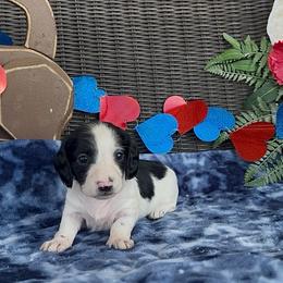 Sky - Piebald female Dachshund puppy in Poteau, Oklahoma from Sisters Dazzling Dachshunds