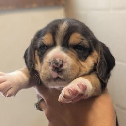 Mimi - Black tan and white female Beagle puppy in Baltimore, Maryland from Country Acres Farm