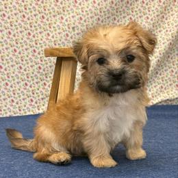 Huxley - Gold male Morkie puppy in Monticello, Iowa from Ashley’s Puppies