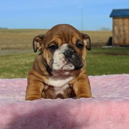 Boxer, Bulldog, and French Bulldog Puppies from Hillview Kennels